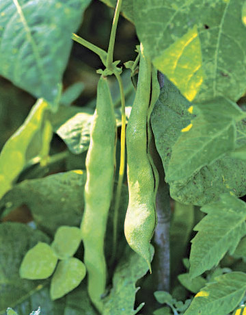 Growing Runner Beans